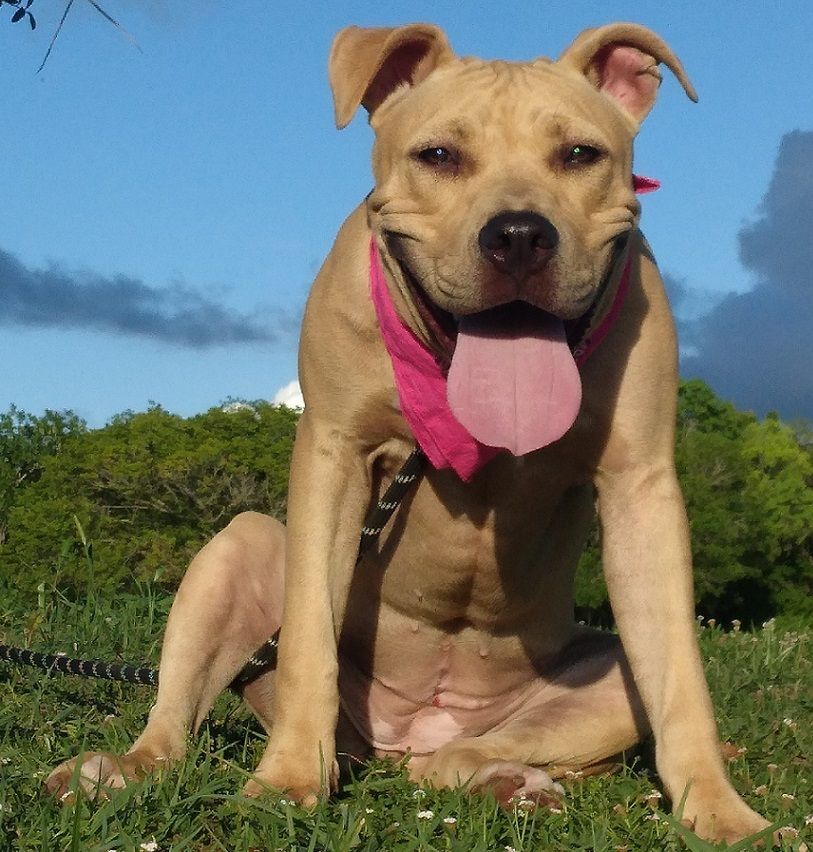 Abbie - Supper sweet baby girl!!! (TX091287) photo 2