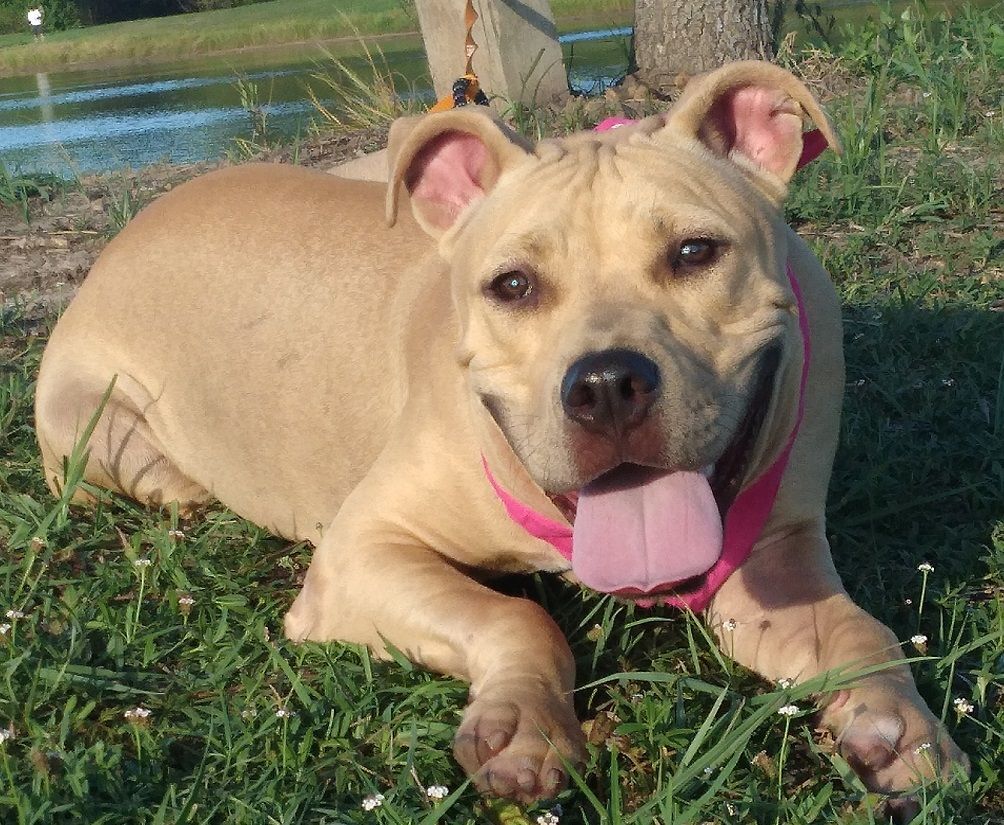 Abbie - Supper sweet baby girl!!! (TX091287) photo 3