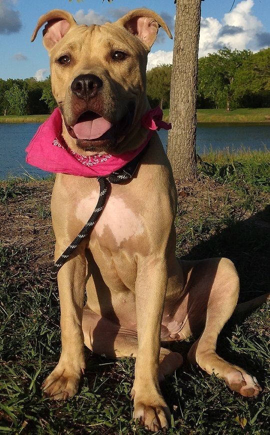 Abbie - Supper sweet baby girl!!! (TX091287) photo 5