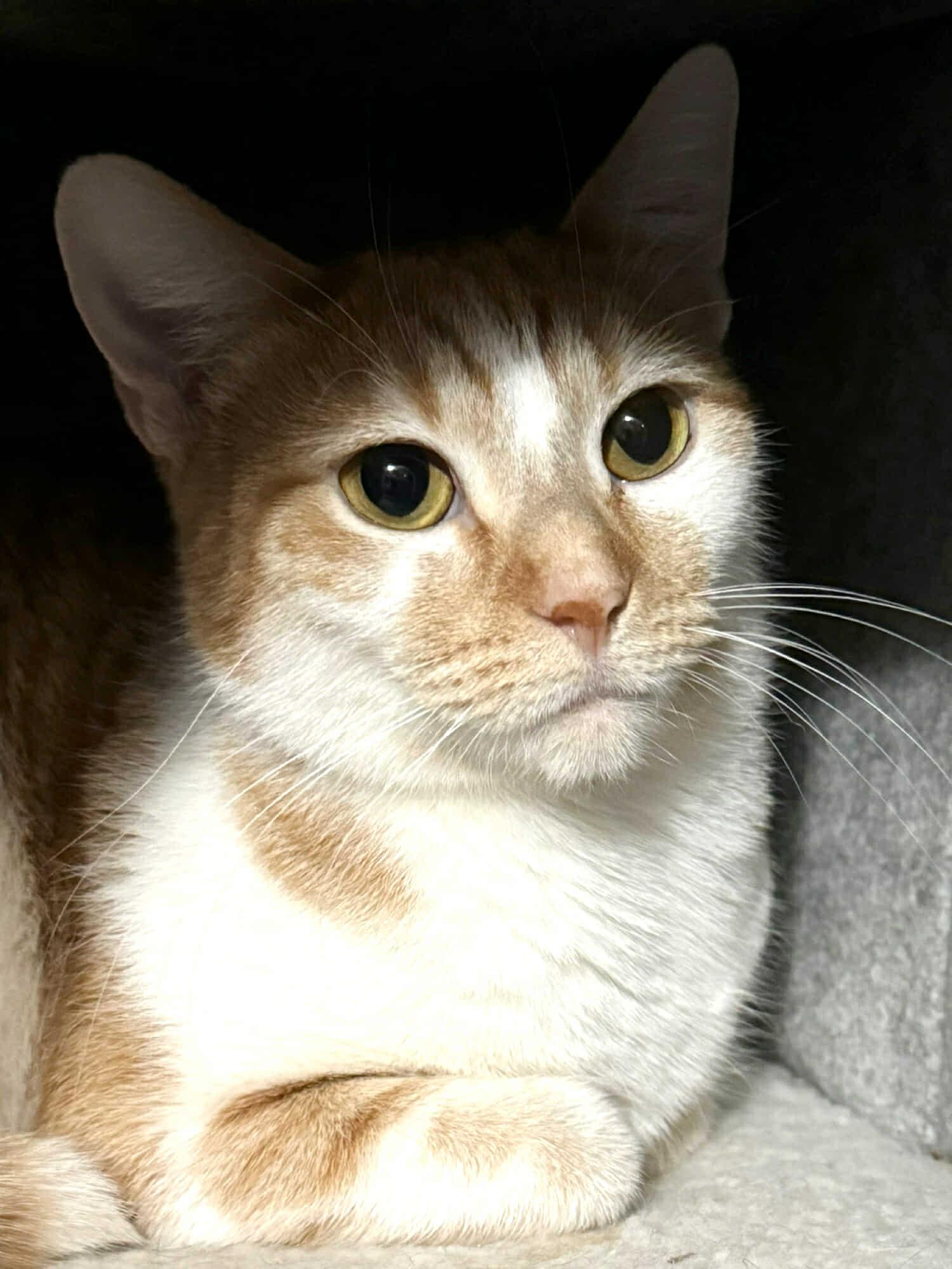 Ginger photo 3