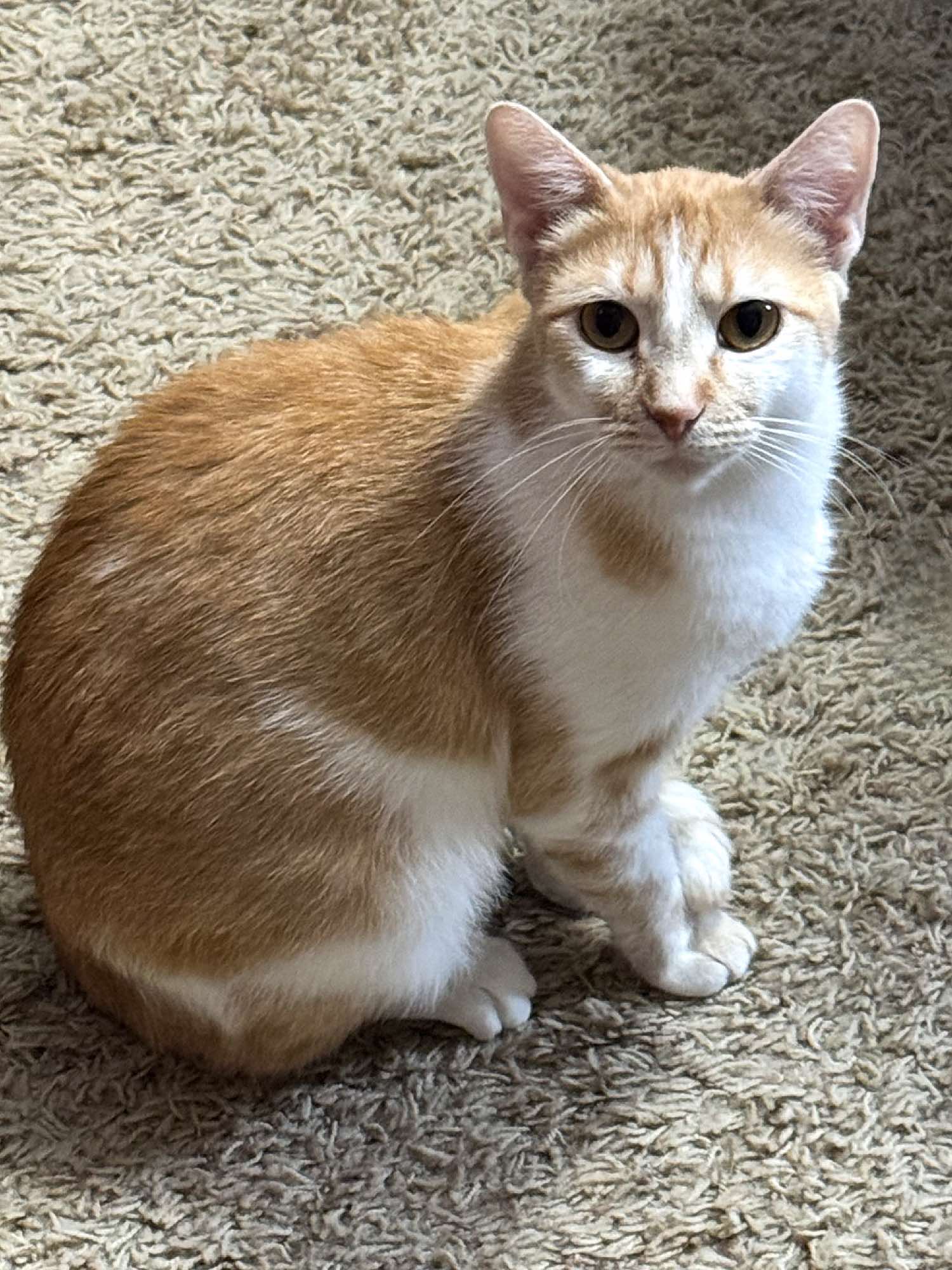 Ginger photo 2