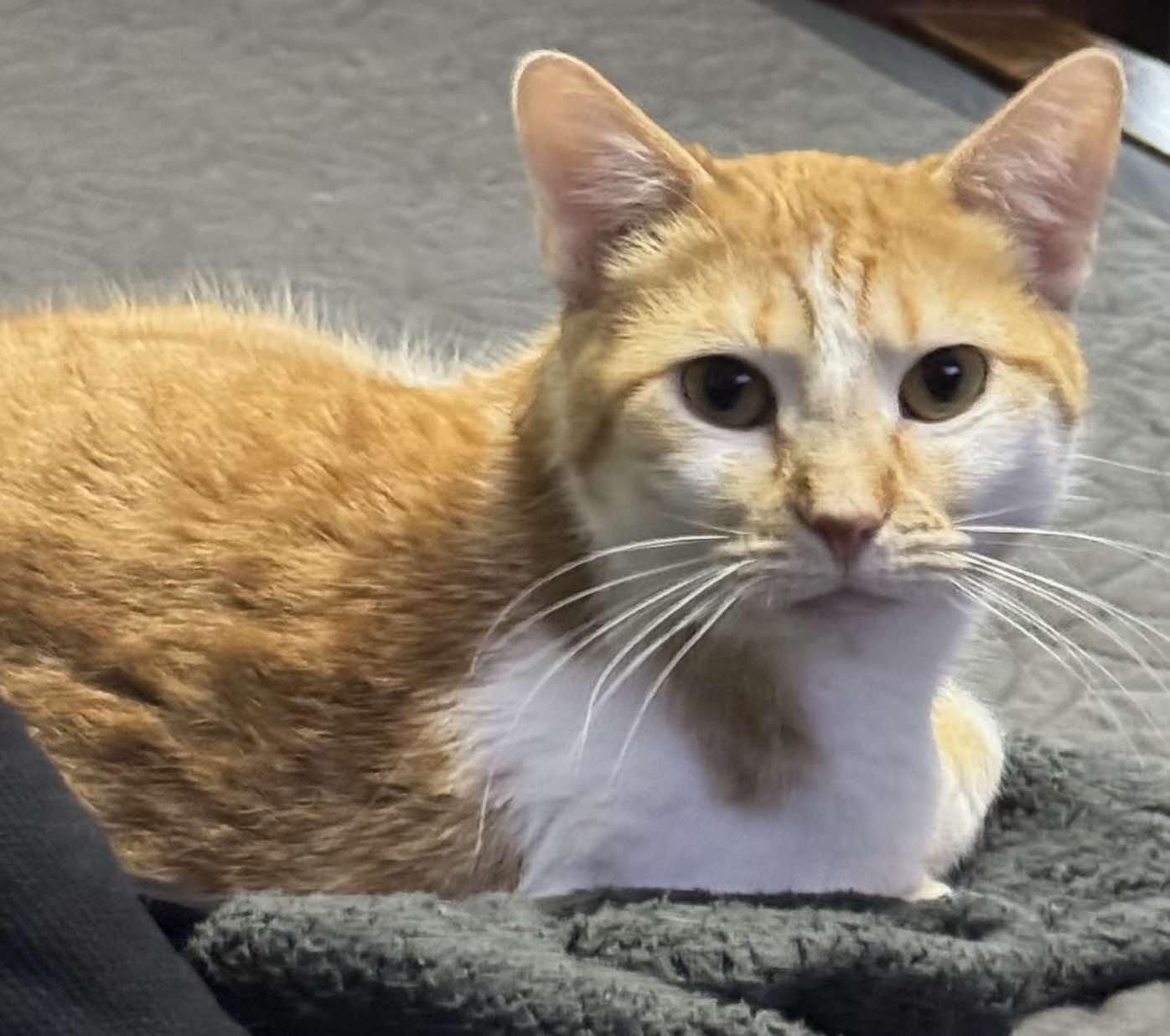 Ginger photo 4