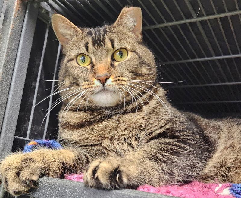 Enlarge Twix, a Adoptable mixed breed in Gettysburg, PA image 1/3