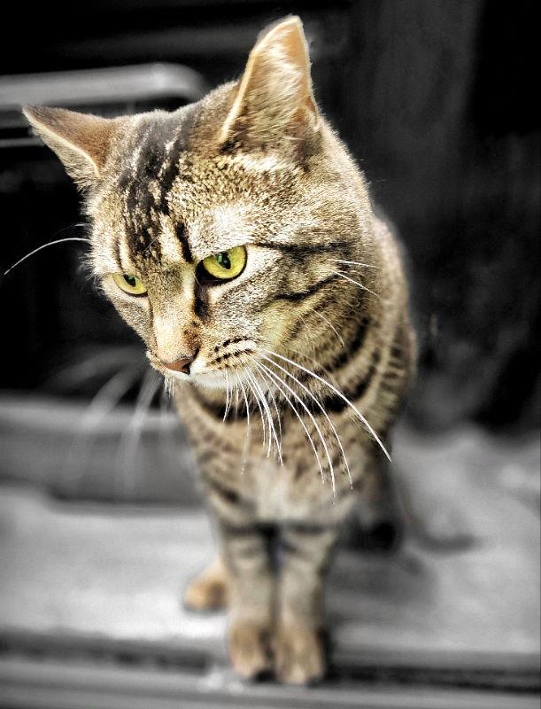 Enlarge Twix, a Adoptable mixed breed in Gettysburg, PA image 2/3