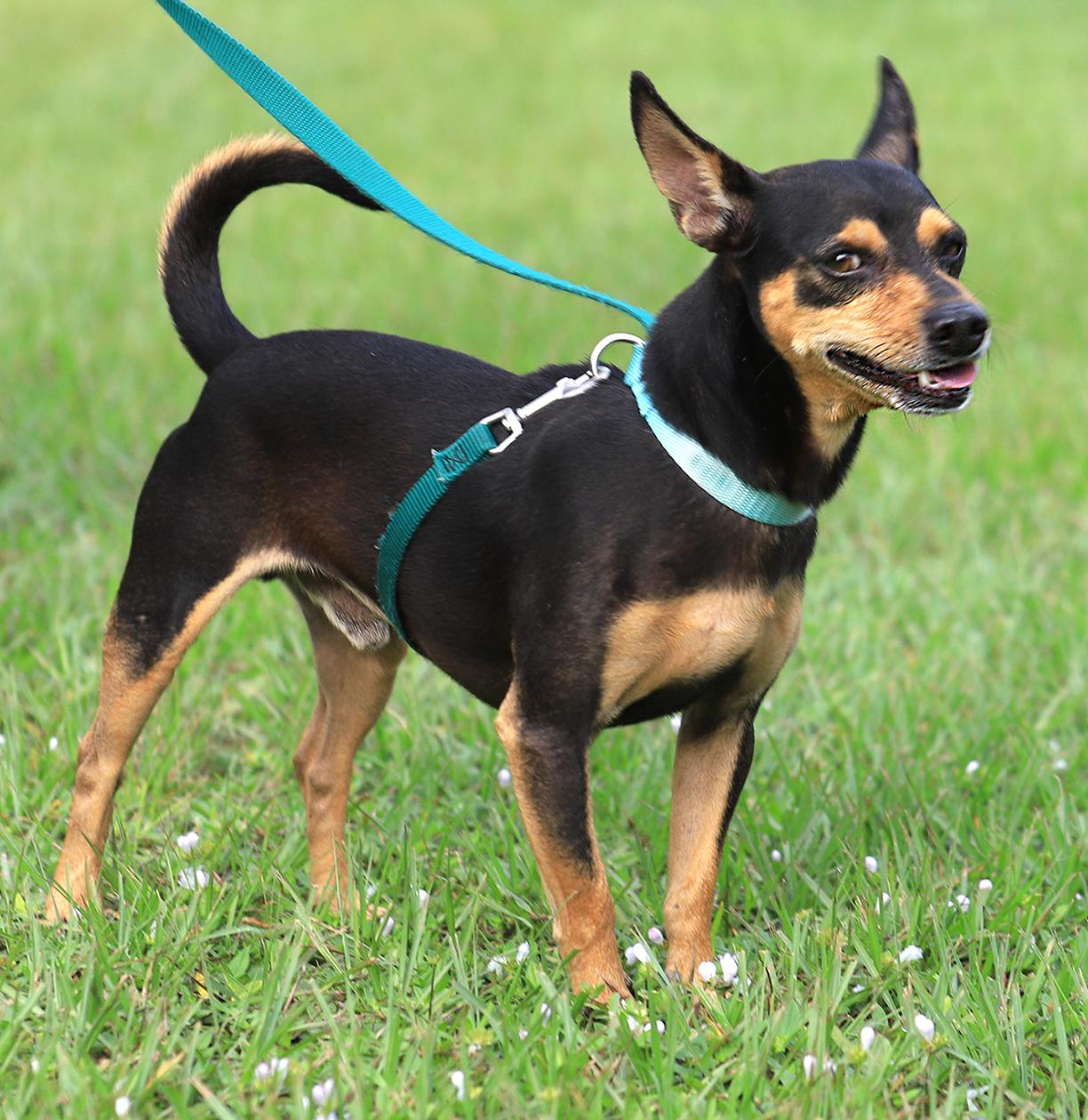 Enlarge Oliver, a Adopted Chihuahua in North Fort Myers, FL image 4/5