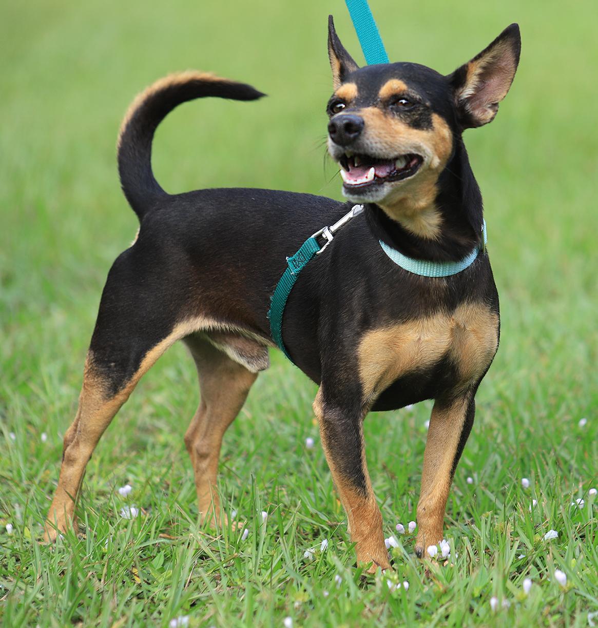 Enlarge Oliver, a Adopted Chihuahua in North Fort Myers, FL image 2/5