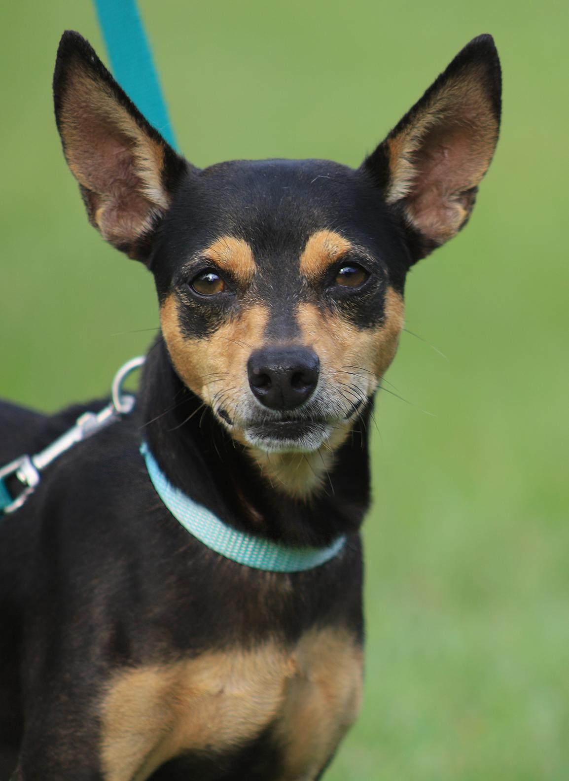 Oliver, Adopted, Adult Male Chihuahua.
