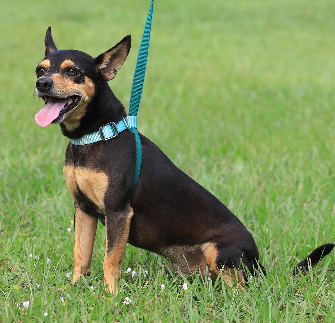 Enlarge Oliver, a Adopted Chihuahua in North Fort Myers, FL image 5/5