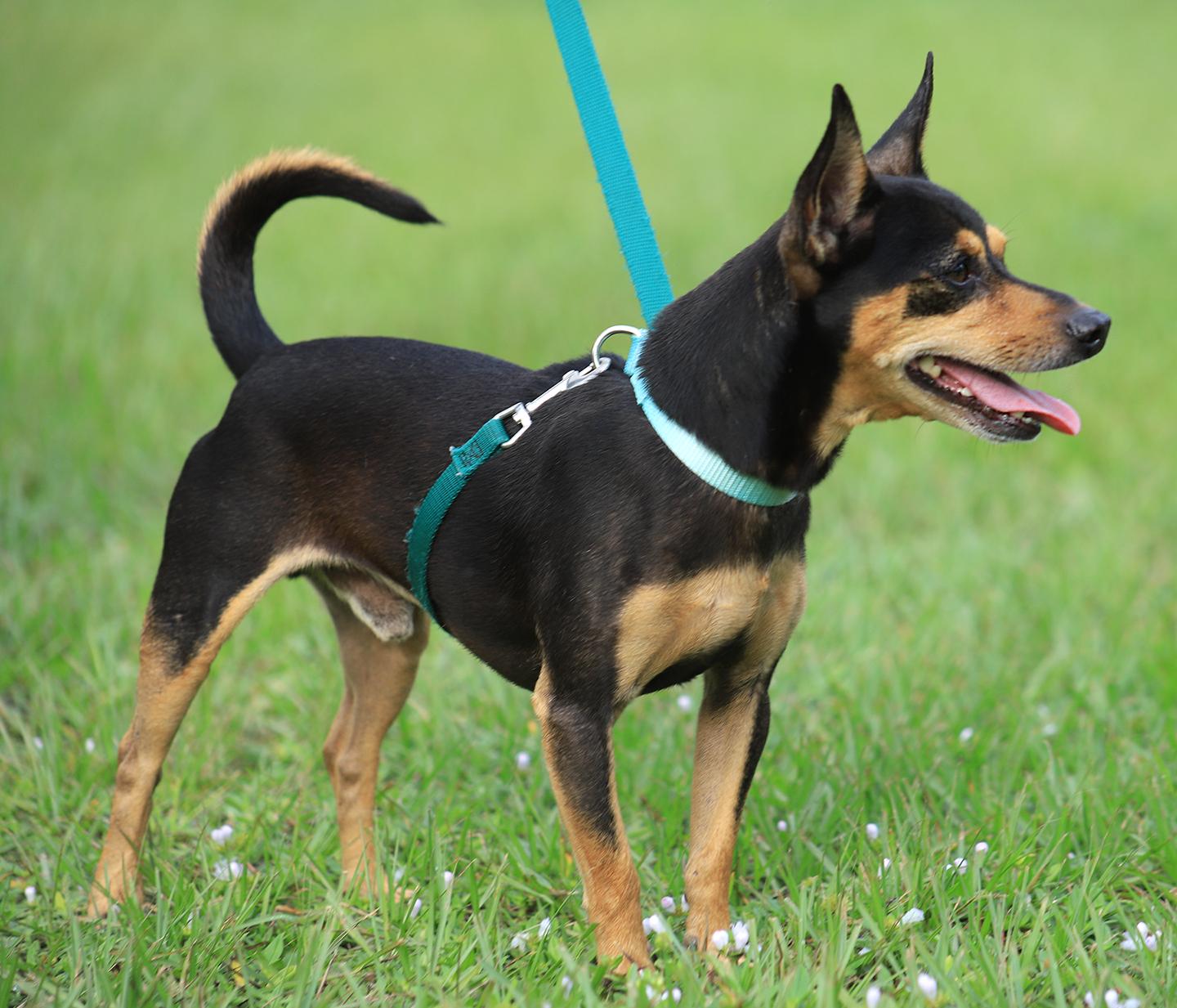 Enlarge Oliver, a Adopted Chihuahua in North Fort Myers, FL image 3/5
