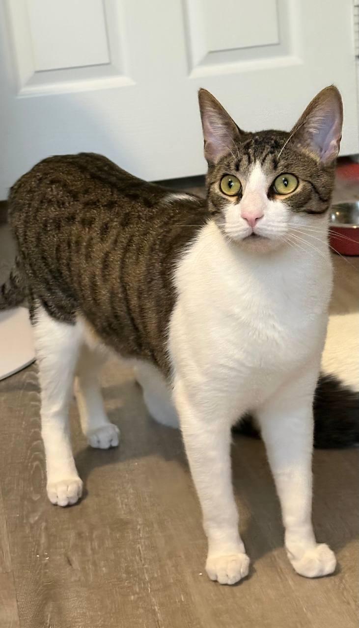 Goose and Russo, ADOPTABLE, Young Male Domestic Short Hair.