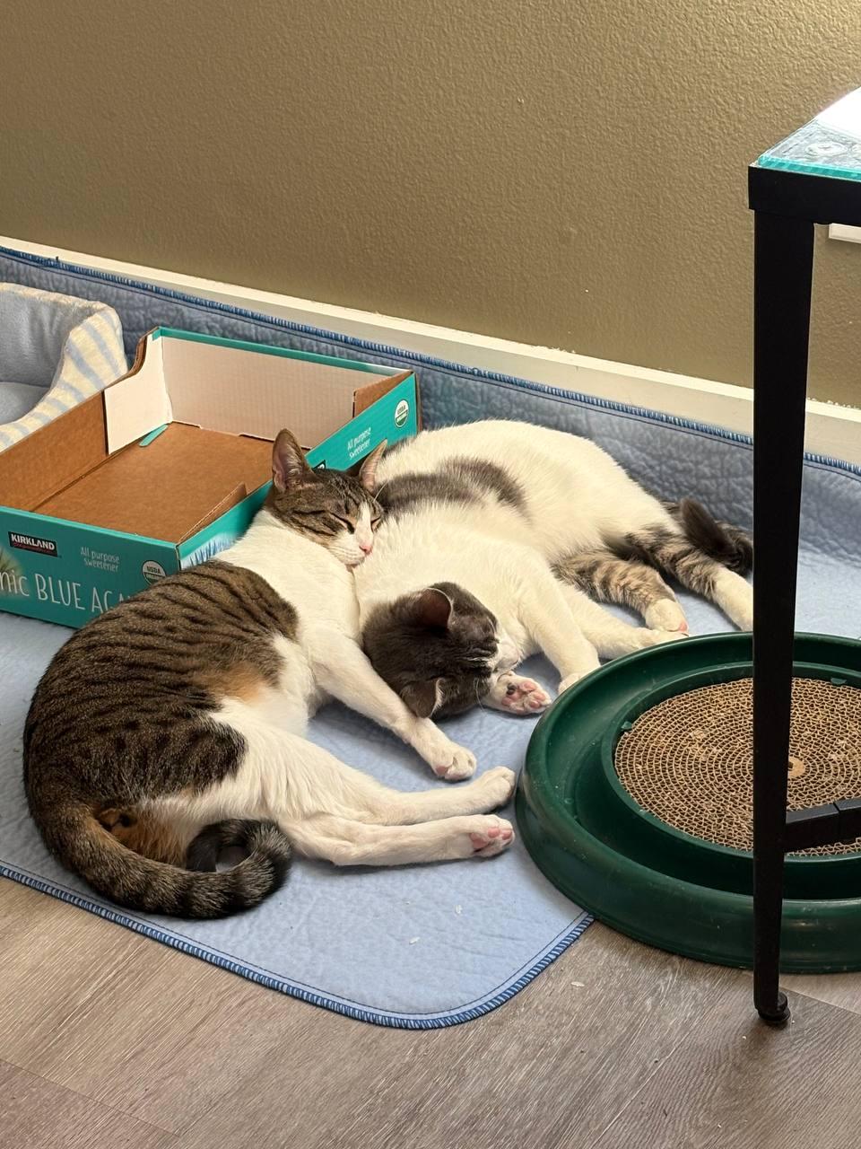 Enlarge Goose and Russo, an adopted mixed breed in Mission Viejo, CA image 2/3