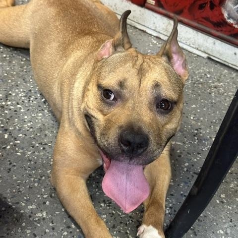 Zoey, a ADOPTABLE American Staffordshire Terrier in Lyndhurst, NJ image 5/6