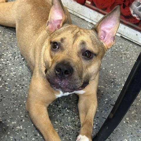 Zoey, a ADOPTABLE American Staffordshire Terrier in Lyndhurst, NJ image 2/6