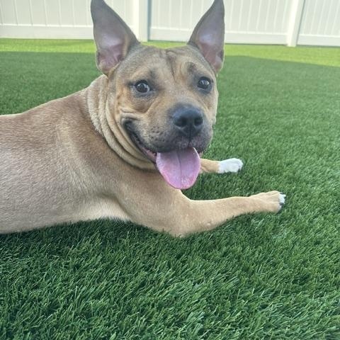 Zoey, a ADOPTABLE American Staffordshire Terrier in Lyndhurst, NJ image 3/6
