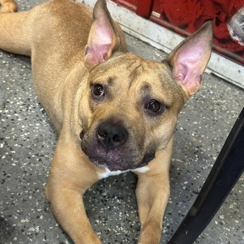Zoey, ADOPTABLE, Young Female American Staffordshire Terrier.