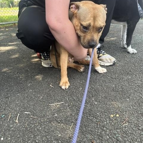 Zoey, a ADOPTABLE American Staffordshire Terrier in Lyndhurst, NJ image 6/6