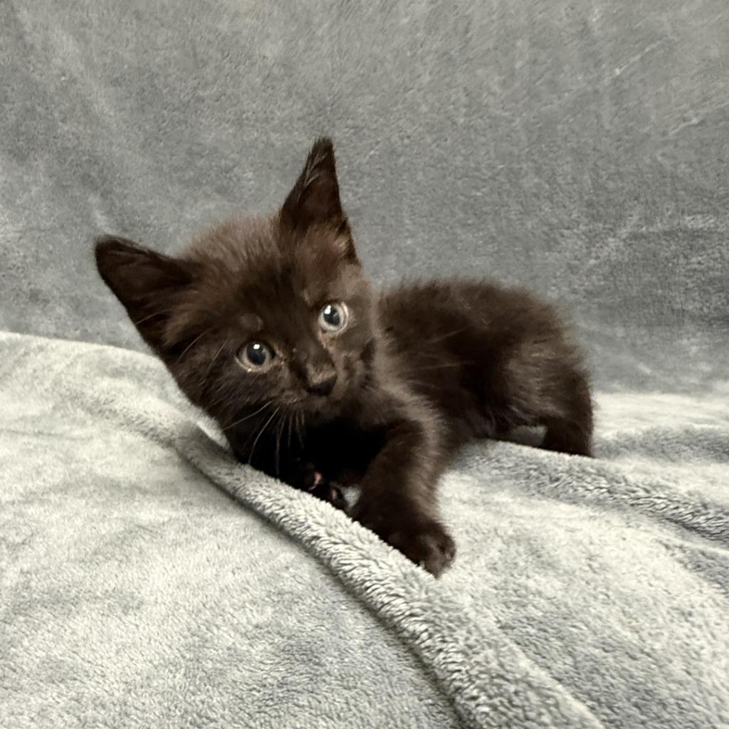Indie, Adoptable, Kitten Male Domestic Short Hair.