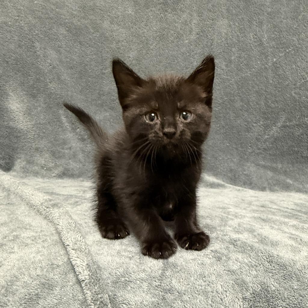 Indie, a Adoptable mixed breed in Brenham, TX image 3/5