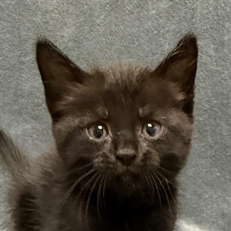 Indie, a Adoptable mixed breed in Brenham, TX image 4/5