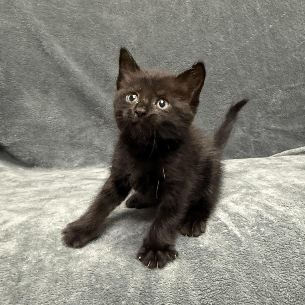 Indie, a Adoptable mixed breed in Brenham, TX image 5/5