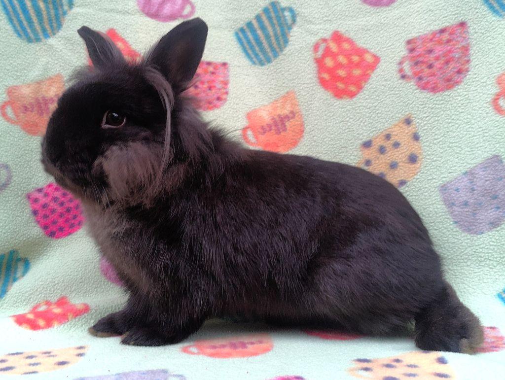 Enlarge Buchanan, an adoptable Lionhead in Goleta, CA image 2/2