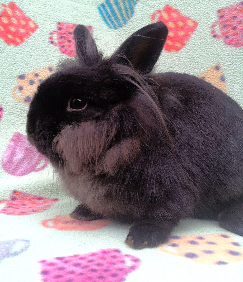 Enlarge Buchanan, an adoptable Lionhead in Goleta, CA image 1/2