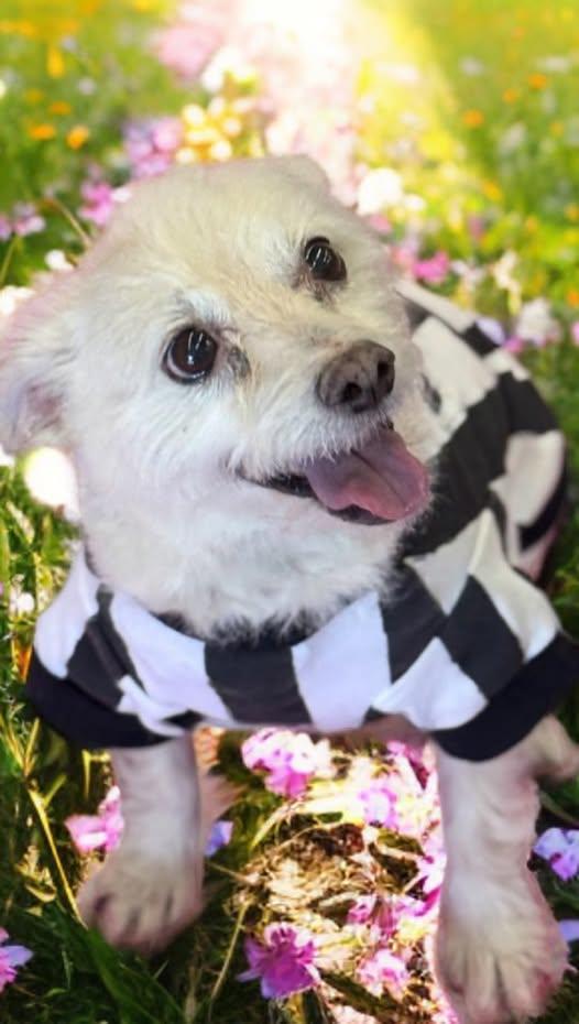 Cookie, a ADOPTABLE West Highland White Terrier / Westie in Las Vegas, NV image 1/3