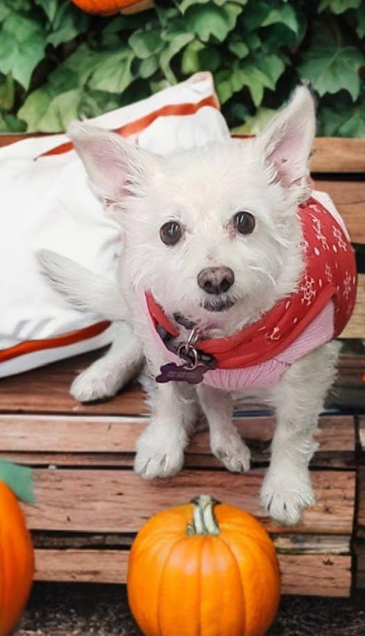 Cookie, a ADOPTABLE West Highland White Terrier / Westie in Las Vegas, NV image 2/3