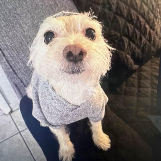 Cookie, a ADOPTABLE West Highland White Terrier / Westie in Las Vegas, NV image 3/3