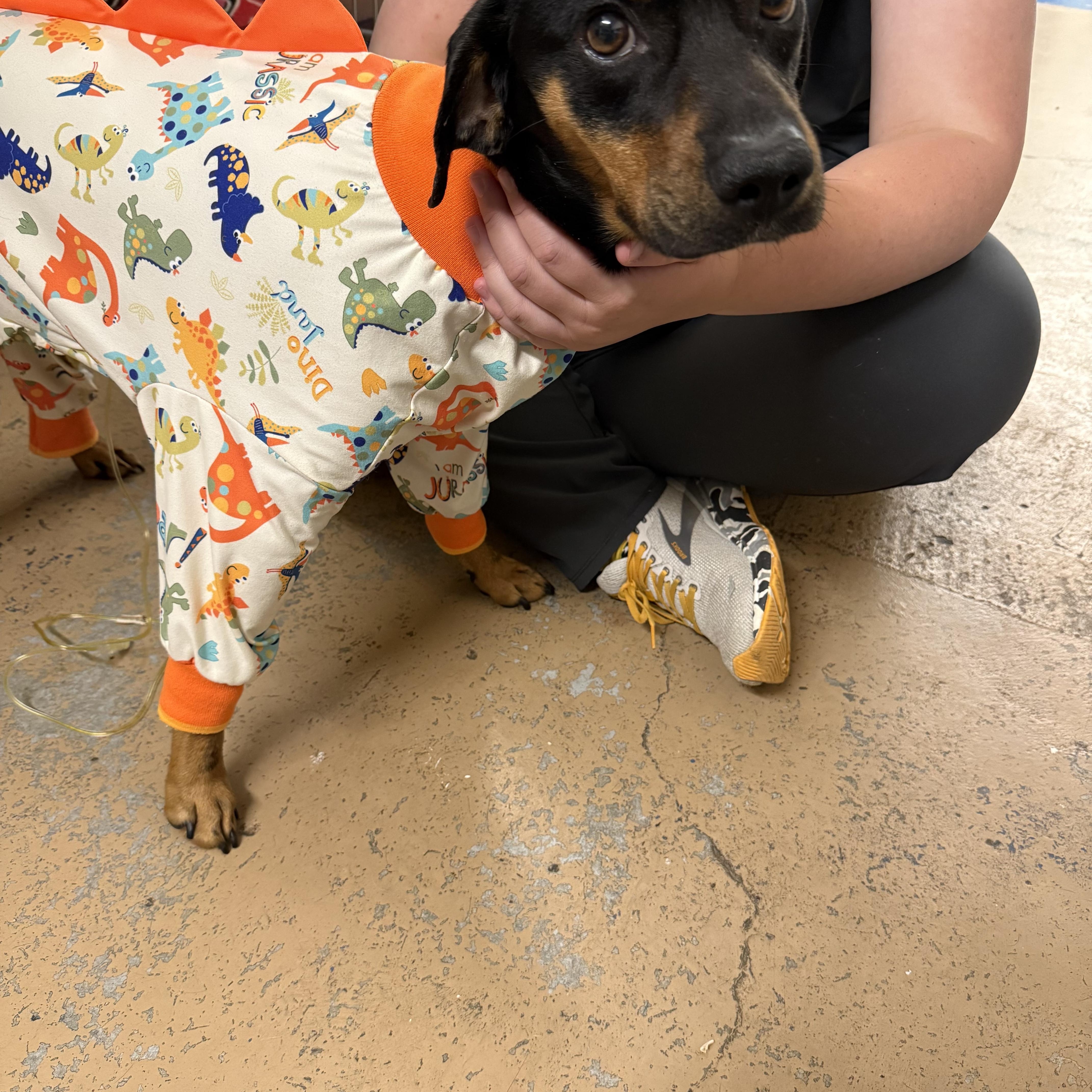 Pinto Bean, Adopted, Young Male Black and Tan Coonhound & Dachshund.