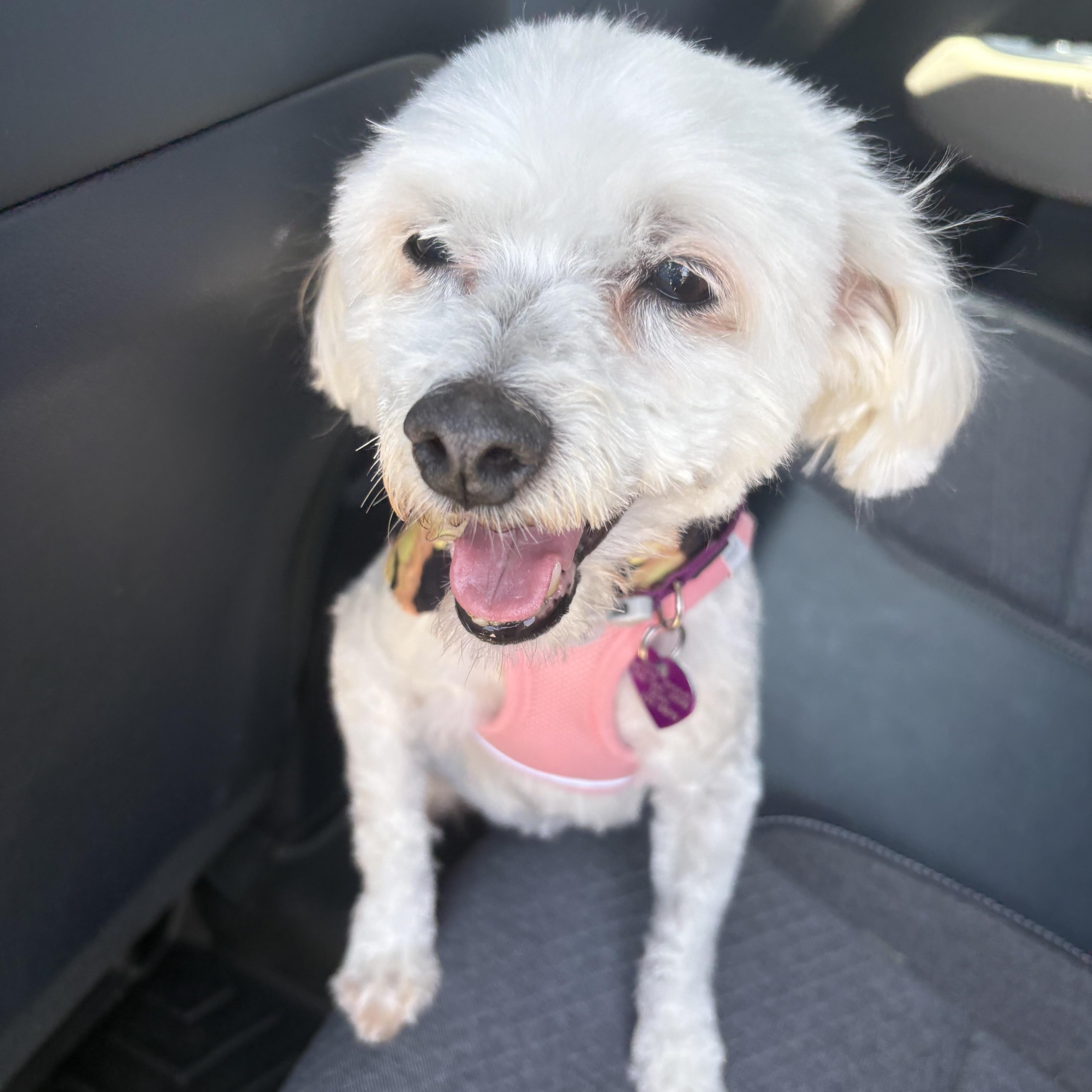 Sofia, ADOPTABLE, Senior Female Maltipoo.