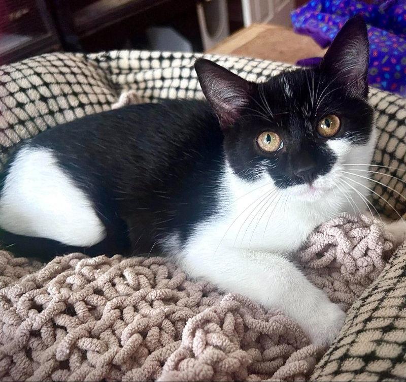 Penny, Adoptable, Kitten Female Domestic Short Hair.