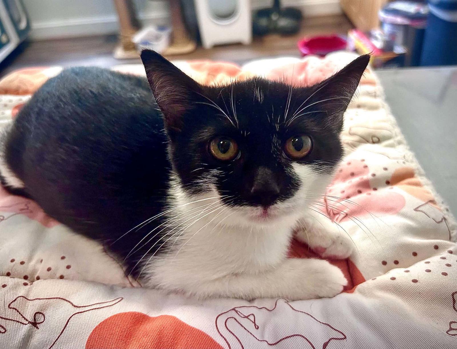 Enlarge Penny, a Adoptable Domestic Short Hair in Gettysburg, PA image 2/2