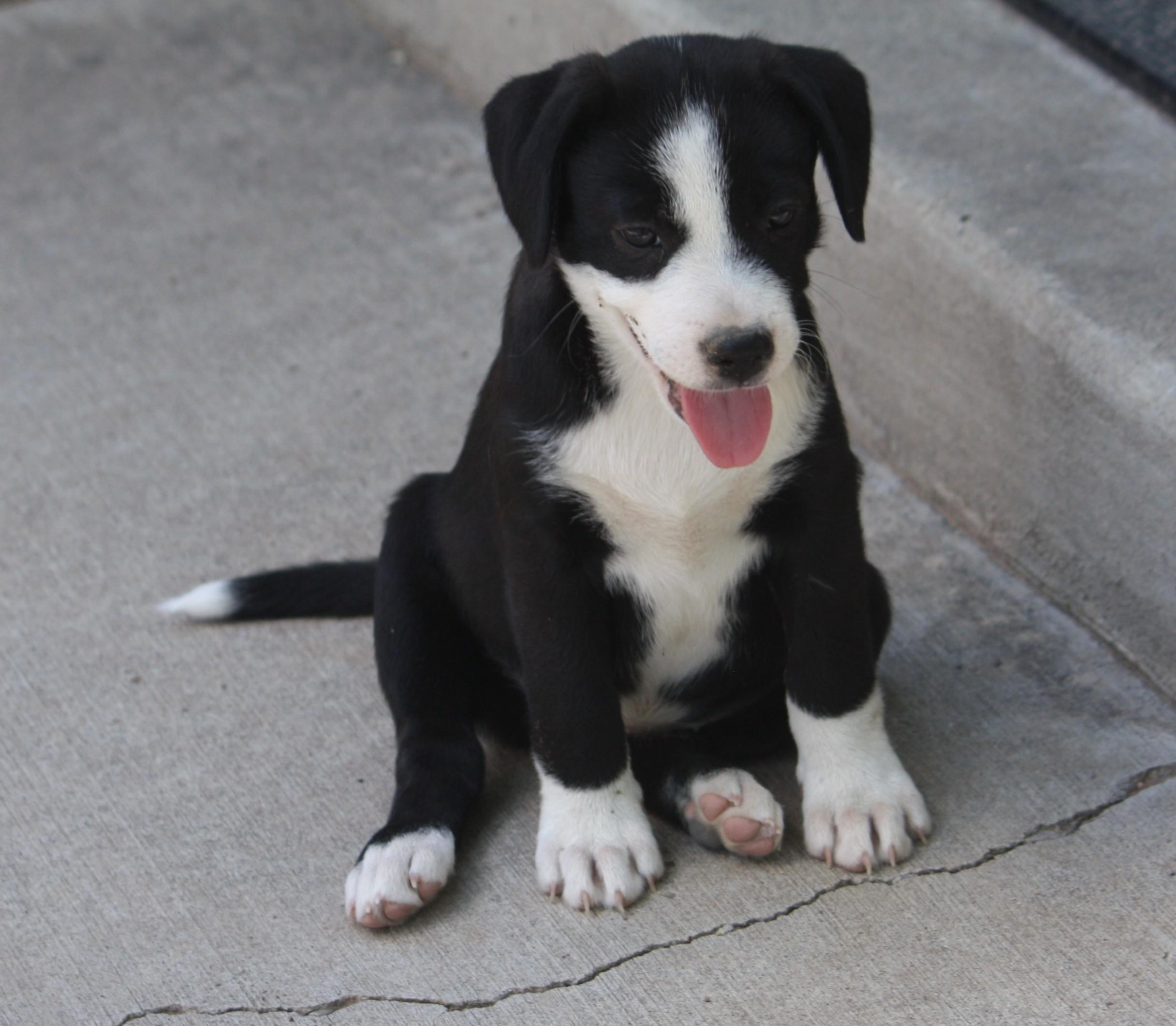 Travis, adopted, Puppy Male Australian Shepherd.