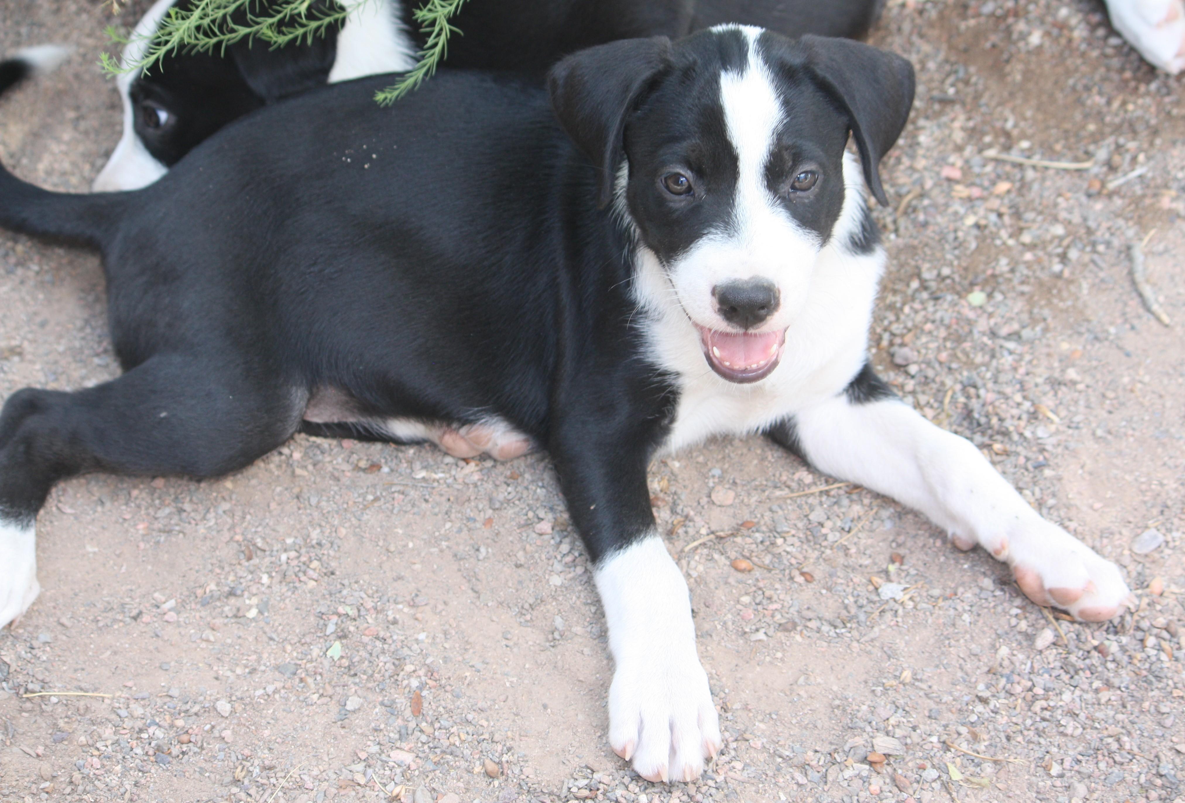 Enlarge Travis, an adopted mixed breed in Albuquerque, NM image 2/2