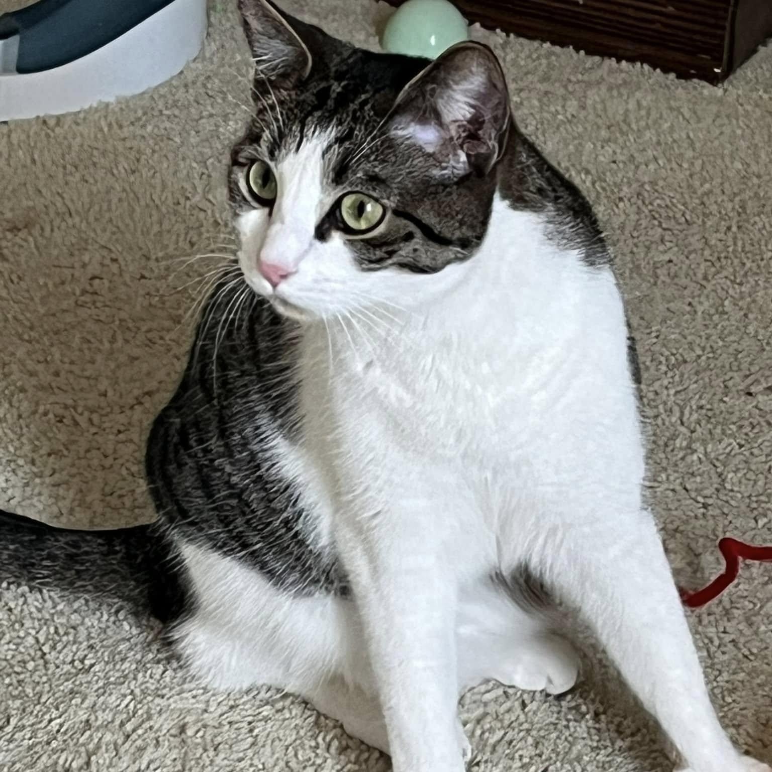 Anise, a Adoptable Tabby in Trophy Club, TX image 5/6