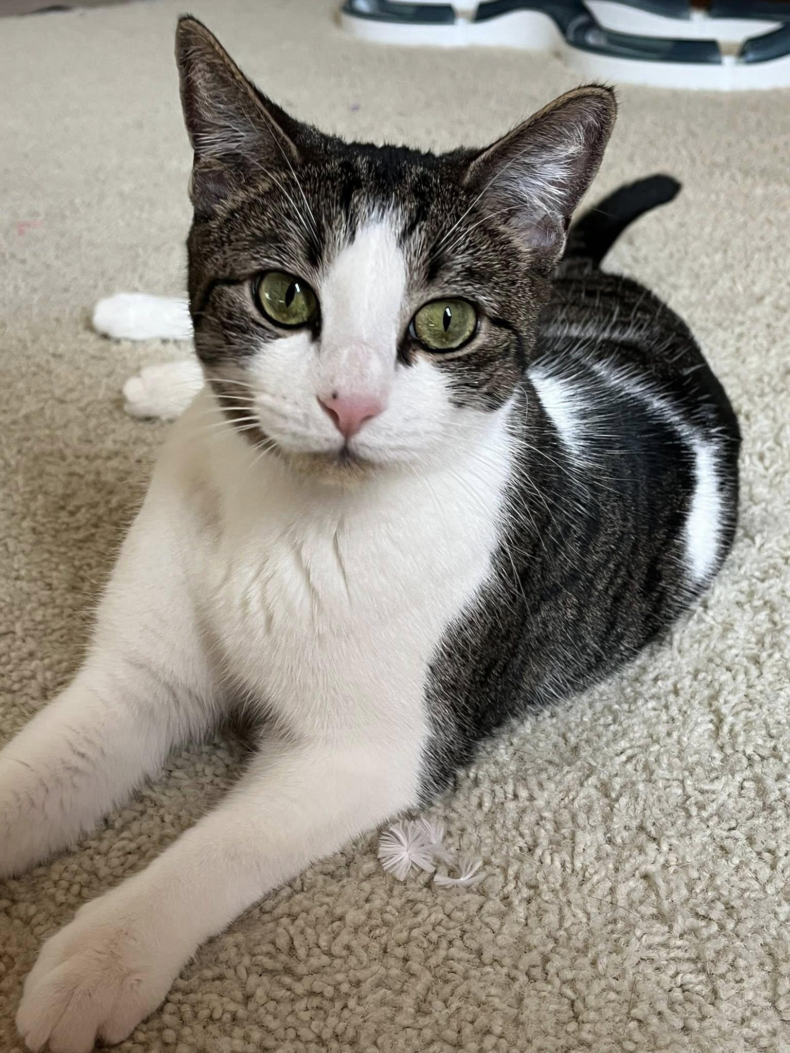 Anise, a Adoptable Tabby in Trophy Club, TX image 2/6