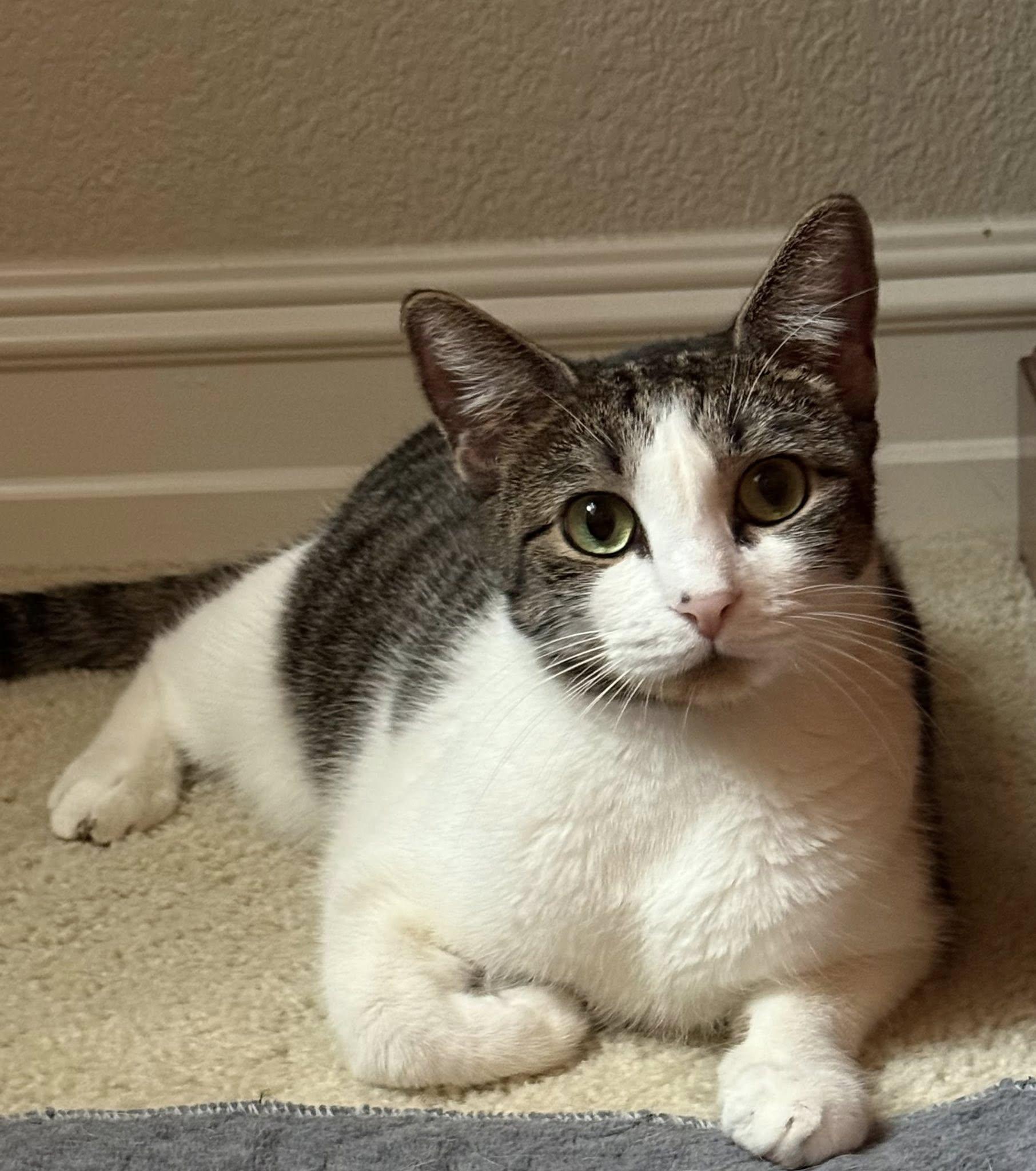 Enlarge Anise, a Adoptable Tabby in Trophy Club, TX image 1/6