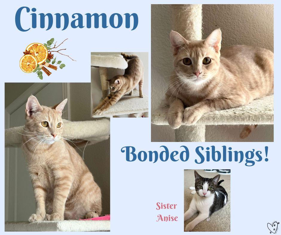 Anise, a Adoptable Tabby in Trophy Club, TX image 4/6