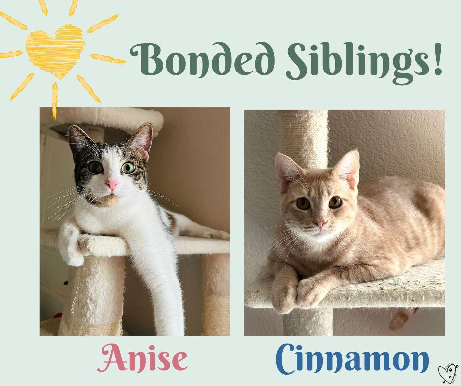 Anise, a Adoptable Tabby in Trophy Club, TX image 3/6