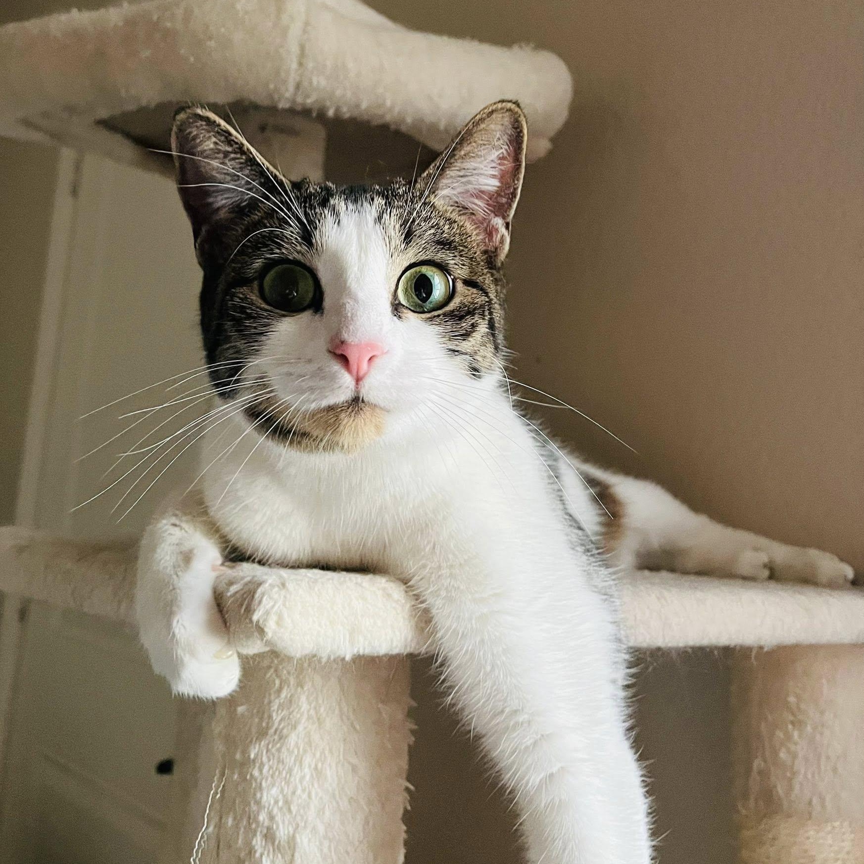 Anise, a Adoptable Tabby in Trophy Club, TX image 1/6