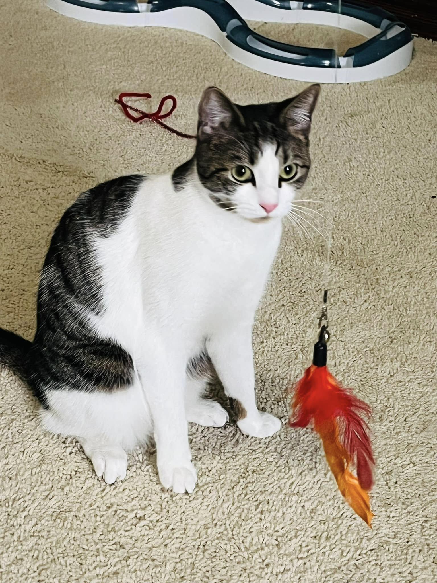 Anise, a Adoptable Tabby in Trophy Club, TX image 6/6