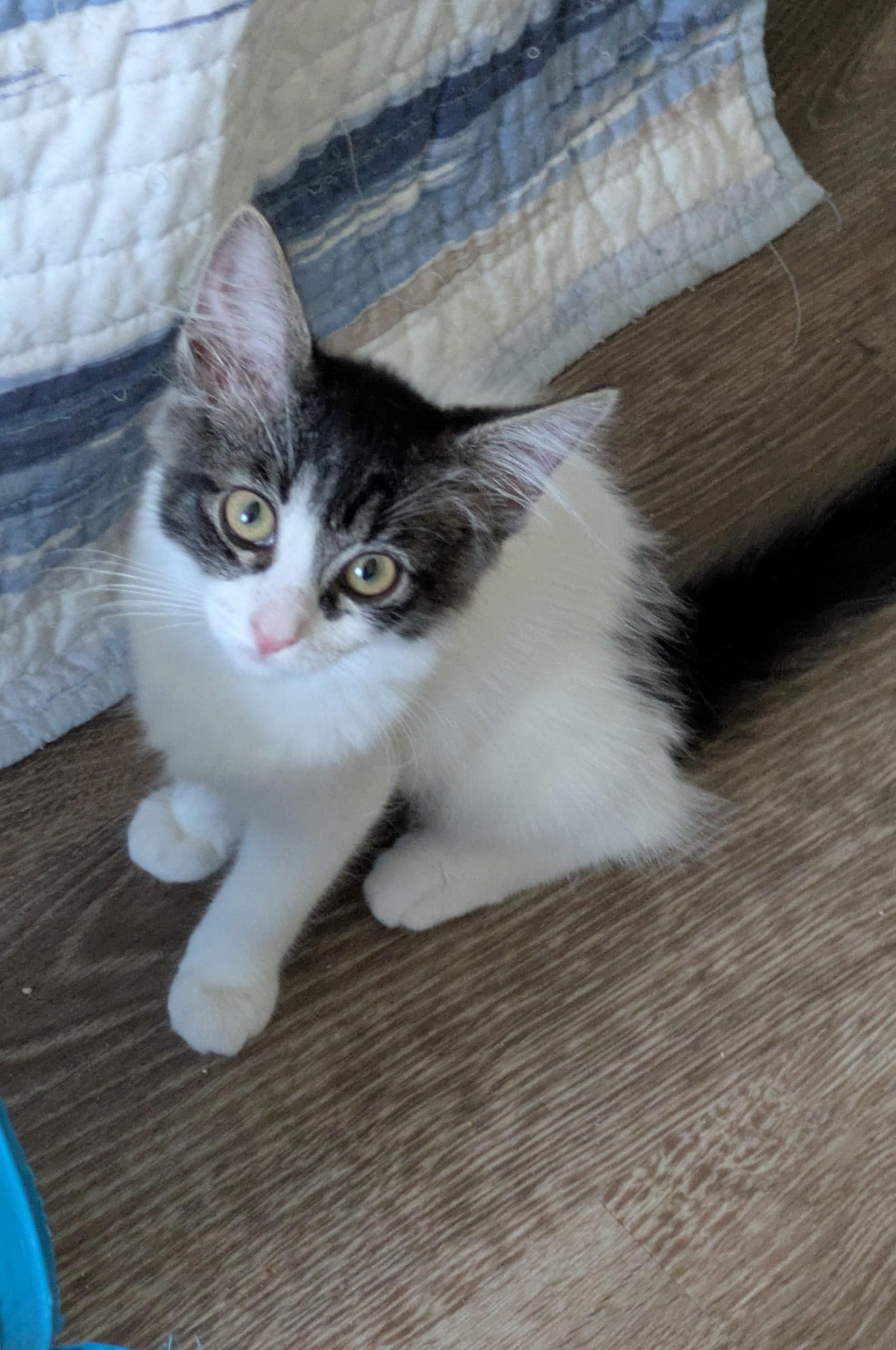Enlarge Dolly, a ADOPTABLE Domestic Medium Hair in Walnut, CA image 1/1