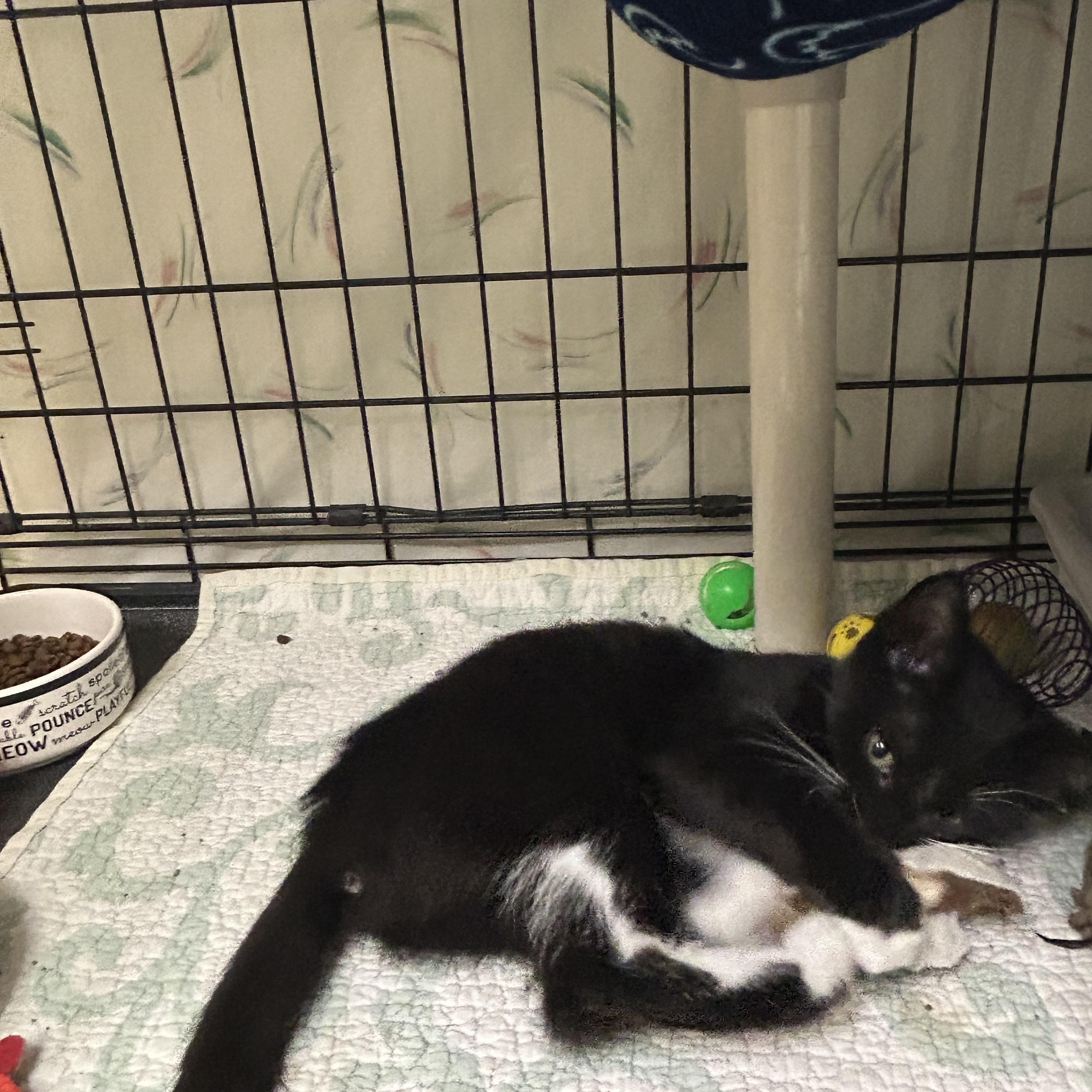 Ozzy and Sharon, a Adoptable Domestic Short Hair in Cape May, NJ image 3/3