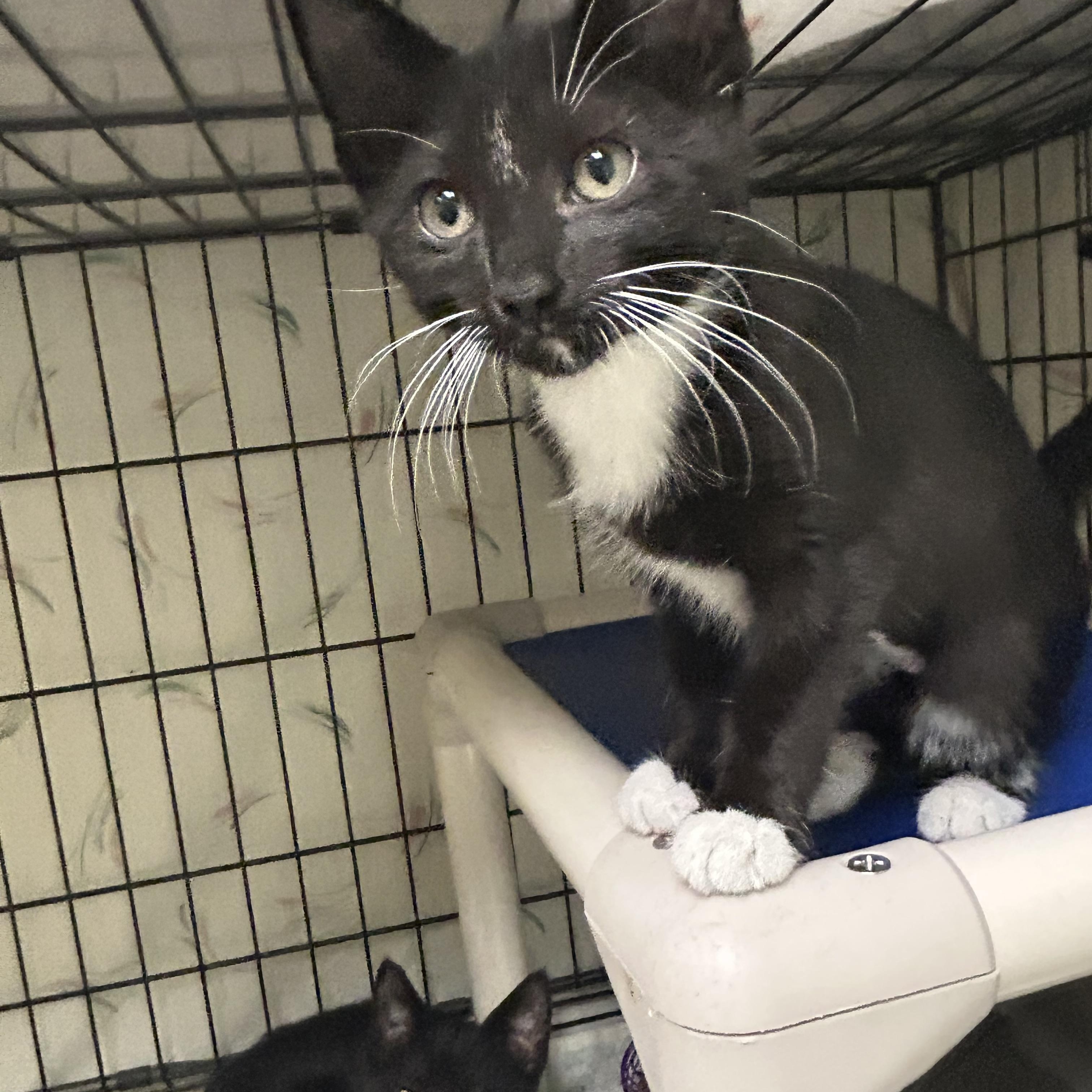 Ozzy and Sharon, Adoptable, Kitten Male Domestic Short Hair.