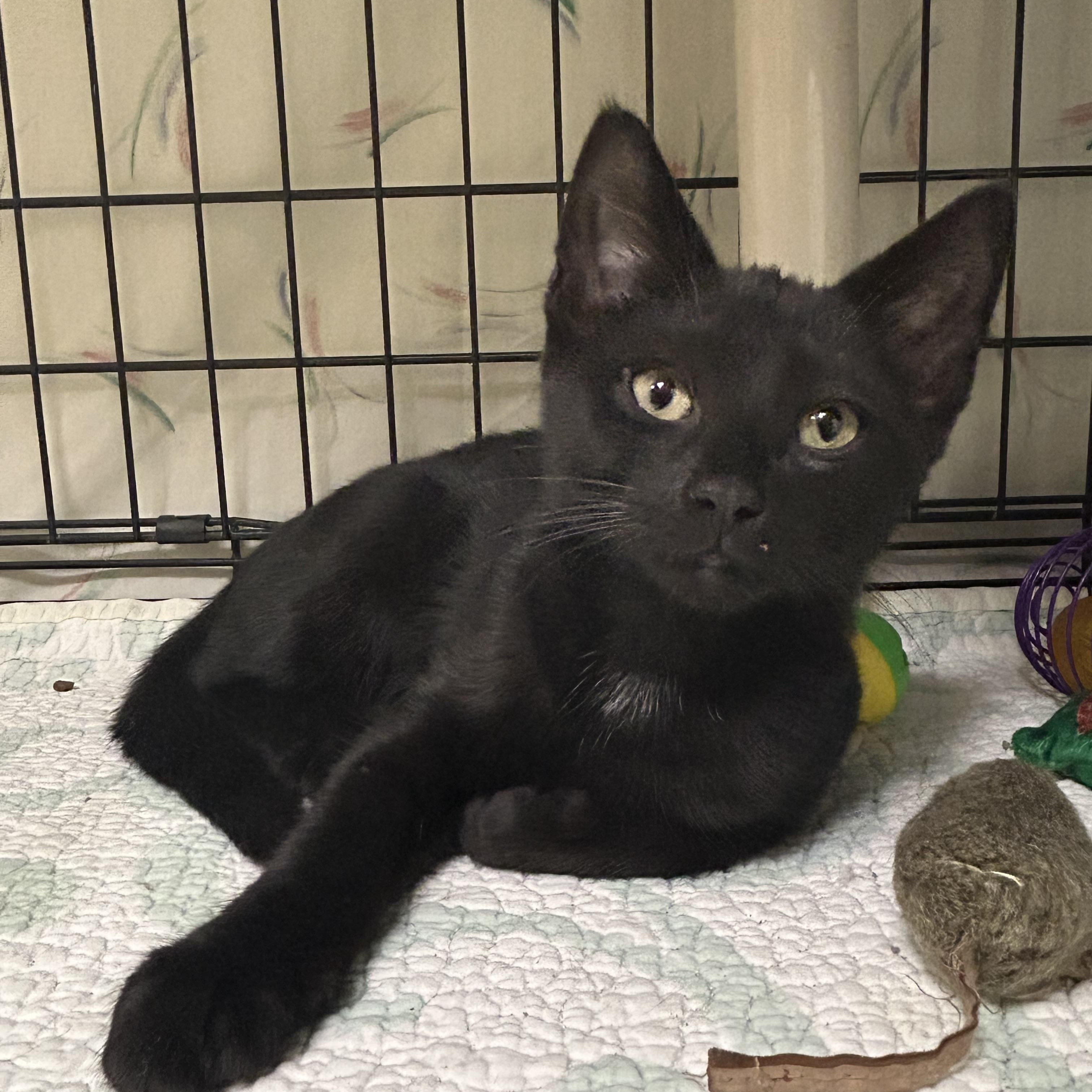 Ozzy and Sharon, a Adoptable Domestic Short Hair in Cape May, NJ image 2/3