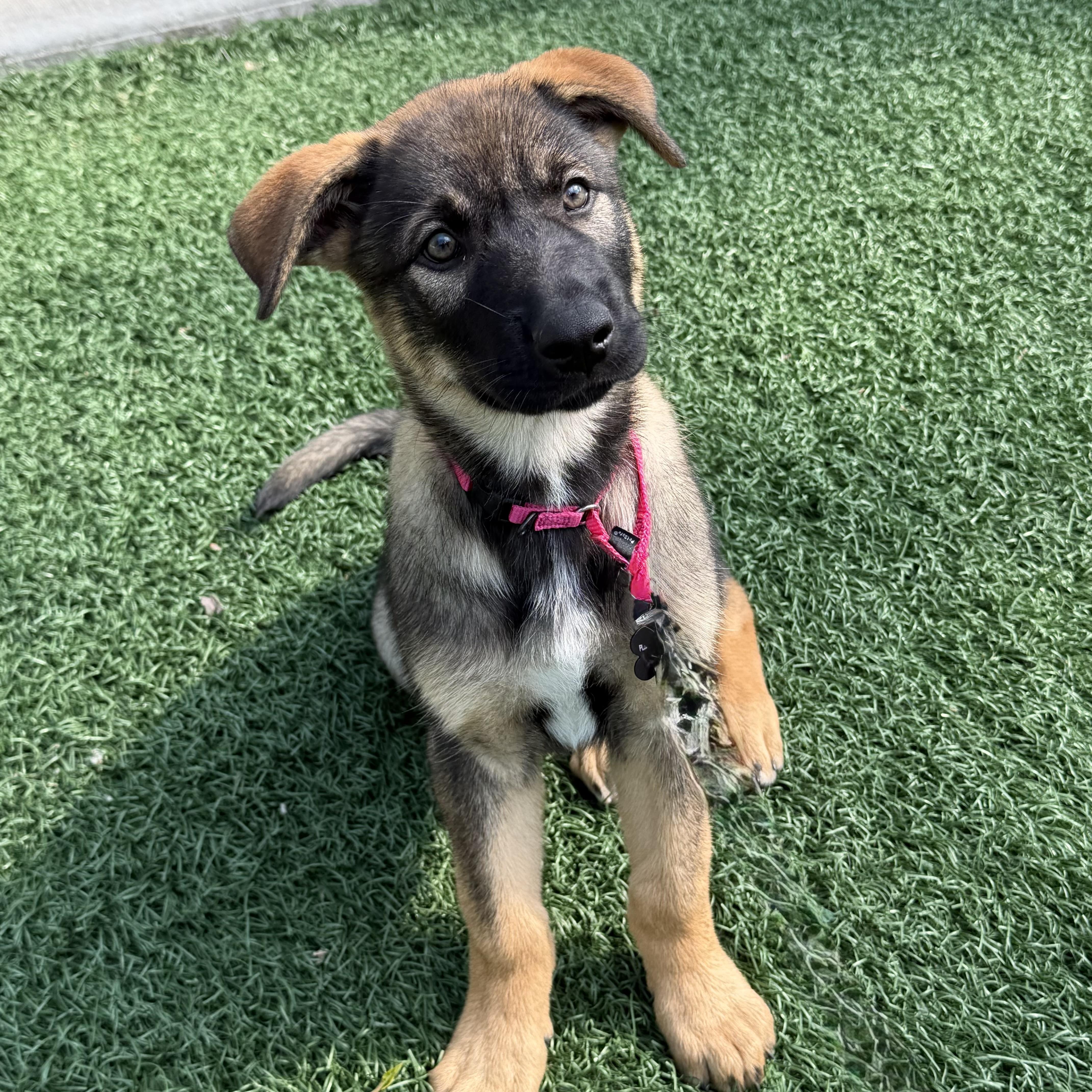 Nala, adopted, Puppy Female German Shepherd Dog & Husky.