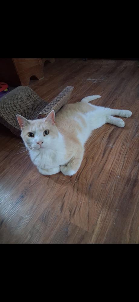 Enlarge Lunar, a Adoptable Domestic Short Hair in La valle, WI image 1/1