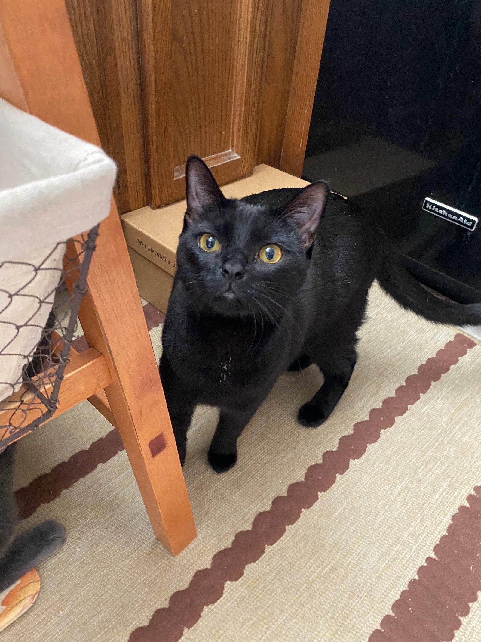 Luna 3, Adoptable, Young Female Domestic Short Hair.