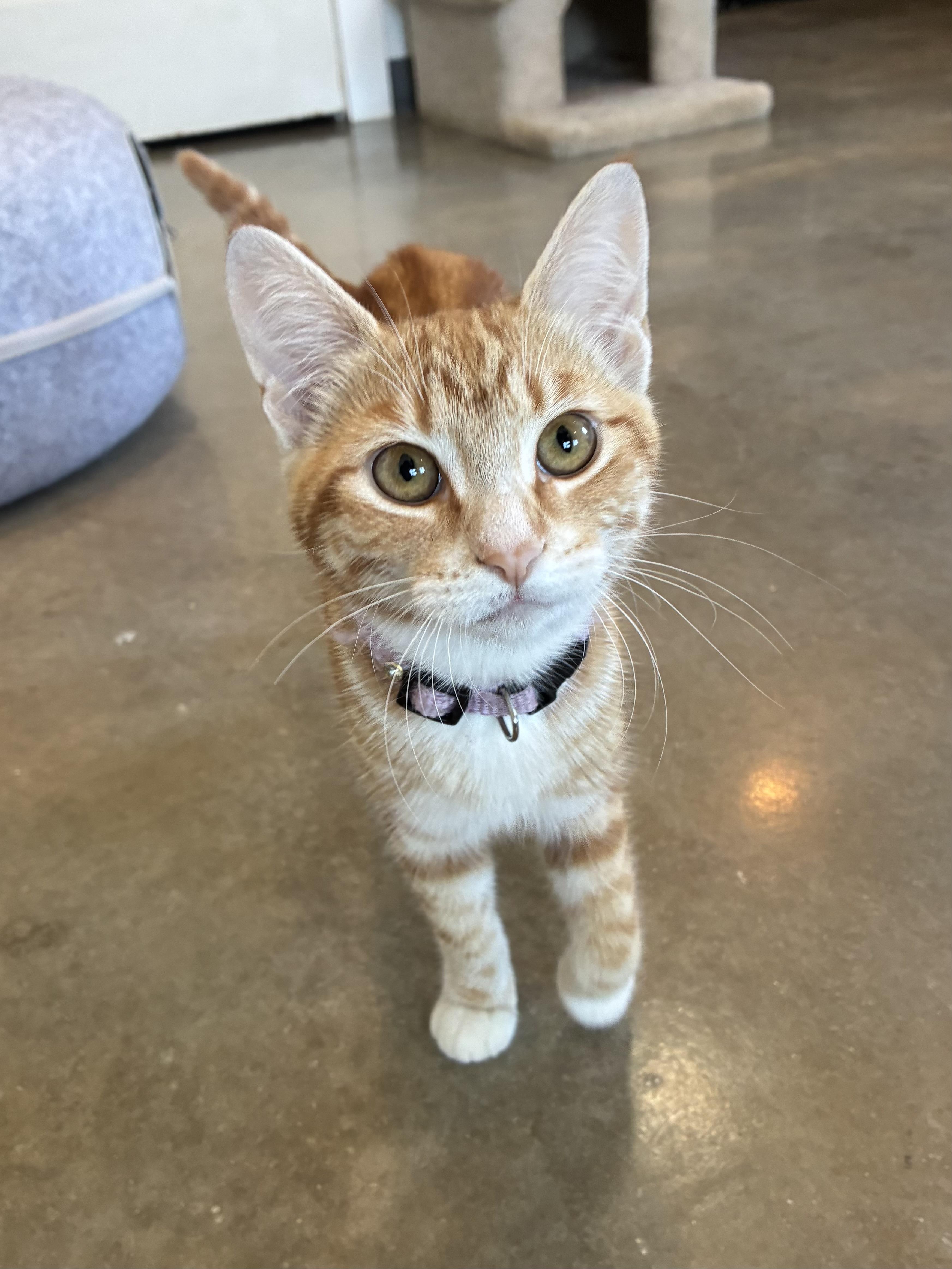 Paloma, Adoptable, Kitten Female Domestic Short Hair.